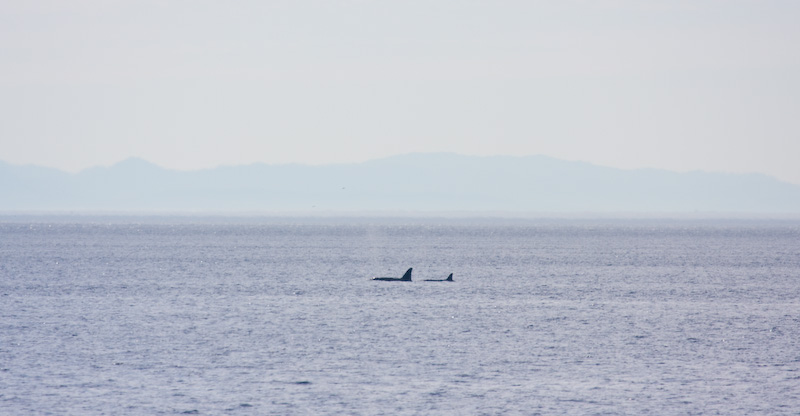 Orcas And Olympic Mountains